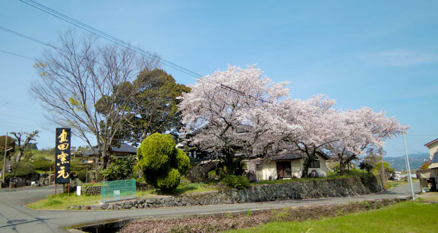 丸田窯の桜